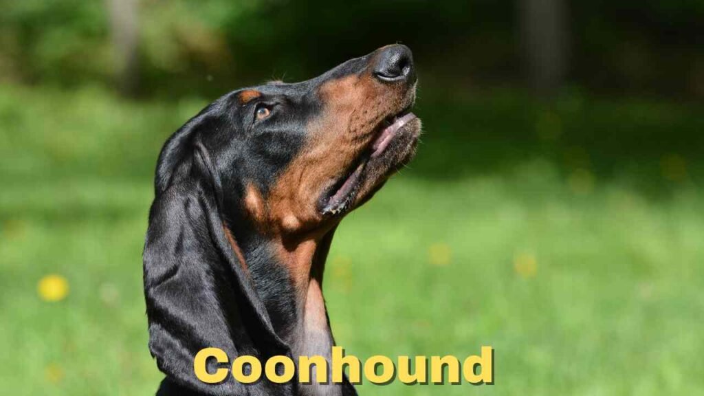 Coonhound