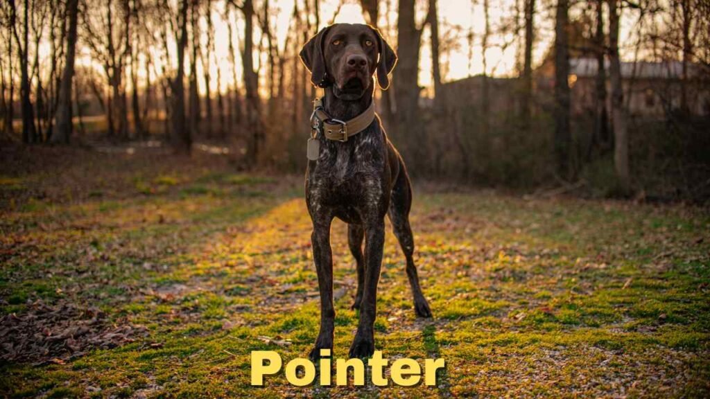 Pointer