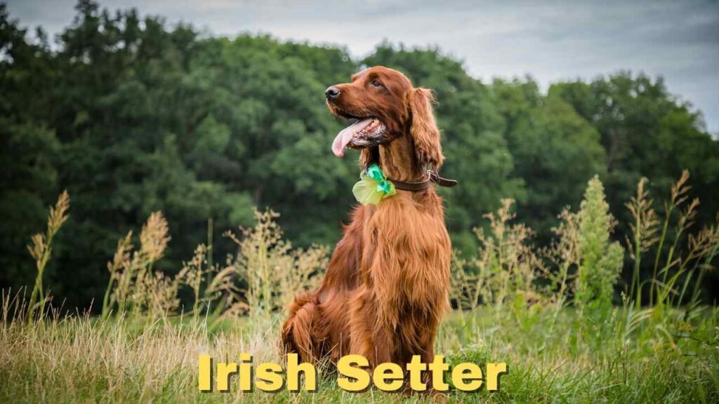 Irish Setter