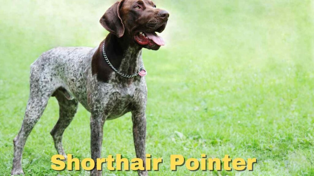 Shorthair Pointer