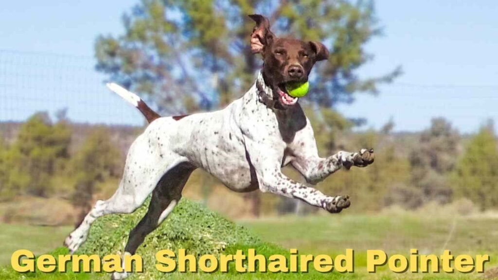 German Shorthaired Pointer