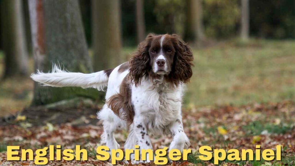 English Springer Spaniel