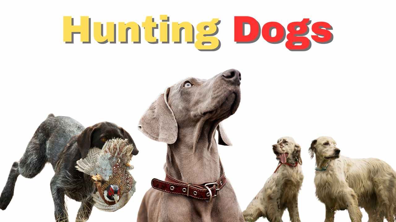 Hunting dogs