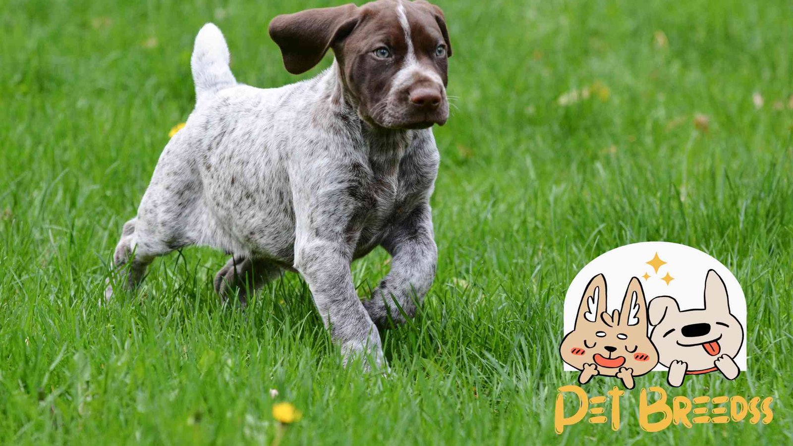 German Shorthaired Pointer