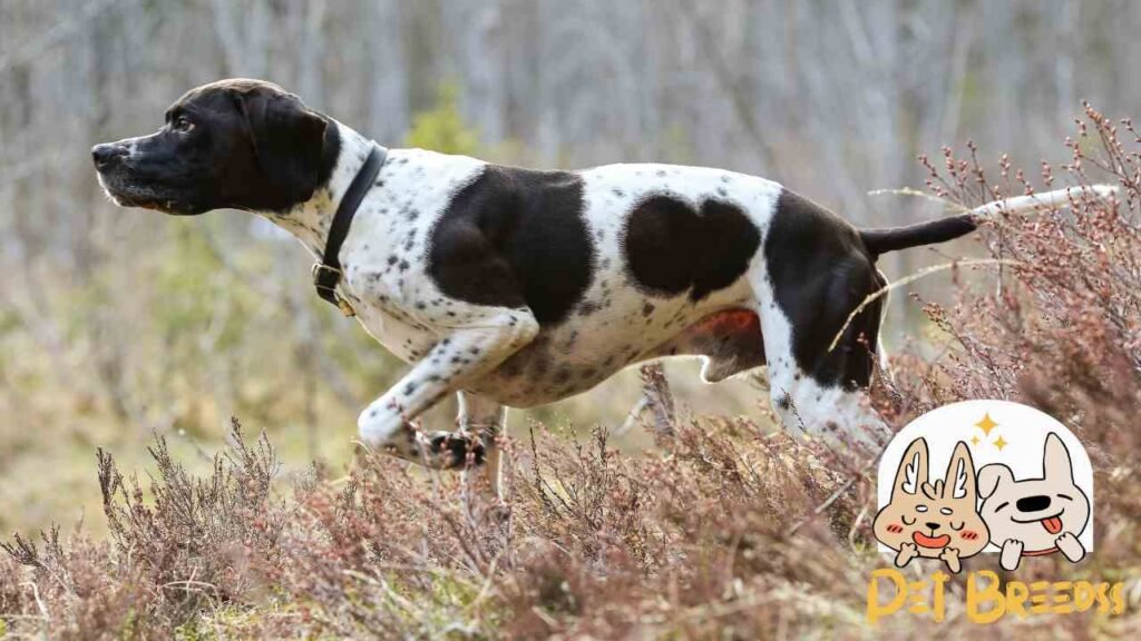 German Shorthaired Pointer