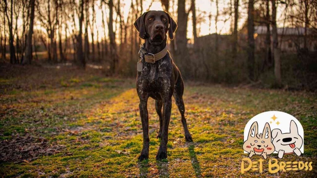 German Shorthaired Pointer