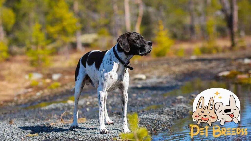 German Shorthaired Pointer