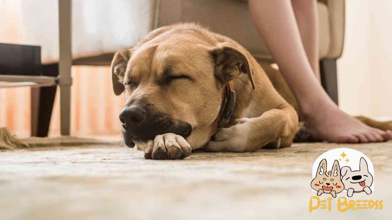 Black Mouth Cur