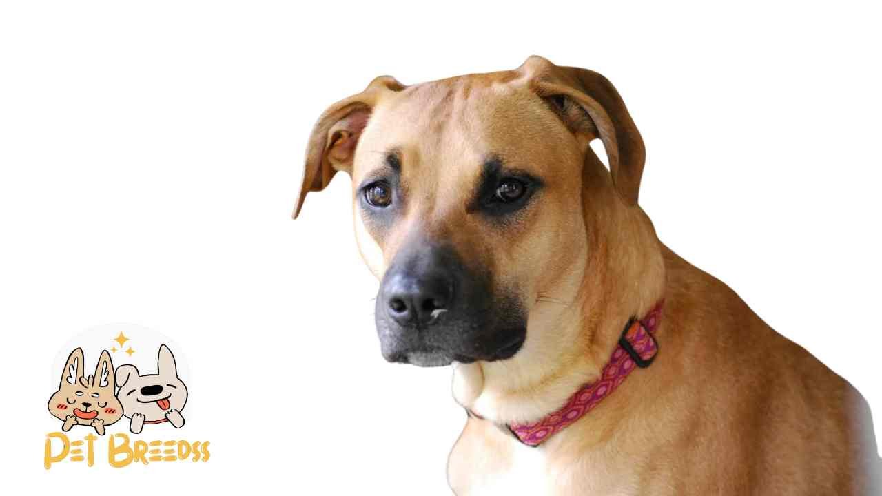 Black Mouth Cur