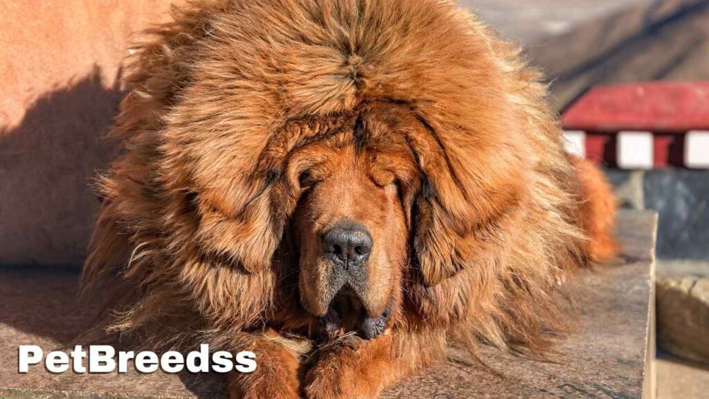 Tibetan Mastiff