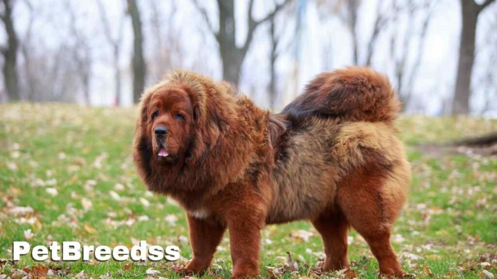 Tibetan Mastiff