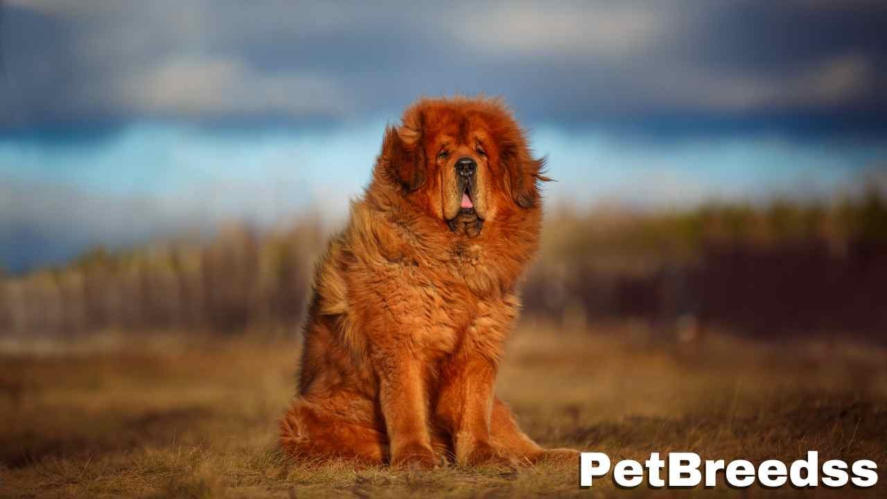 Tibetan Mastiff