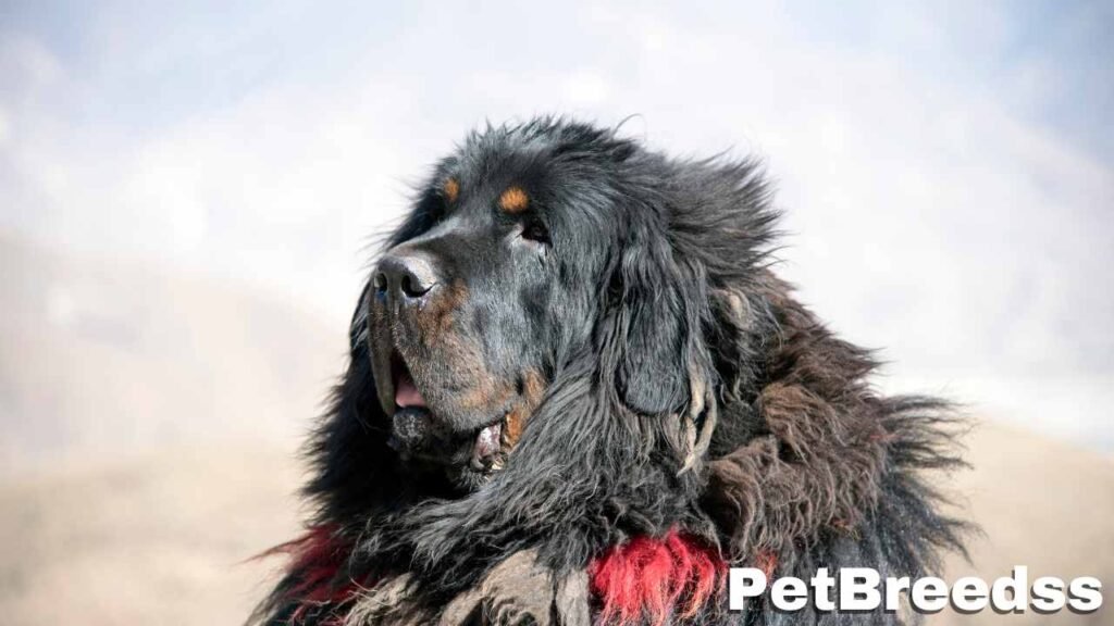 Tibetan Mastiff