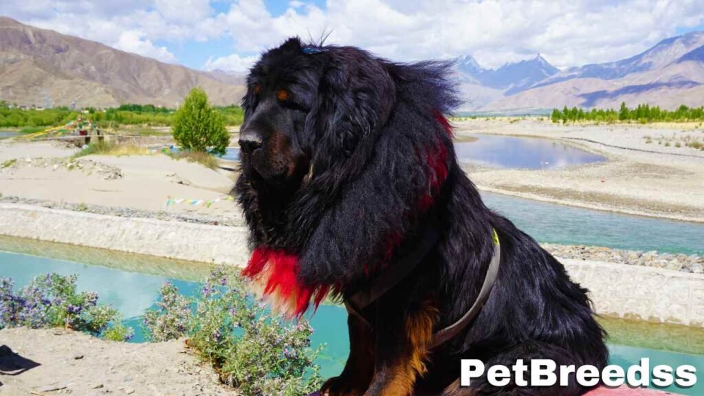 Tibetan Mastiff