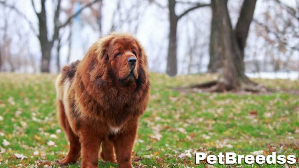 Tibetan Mastiff