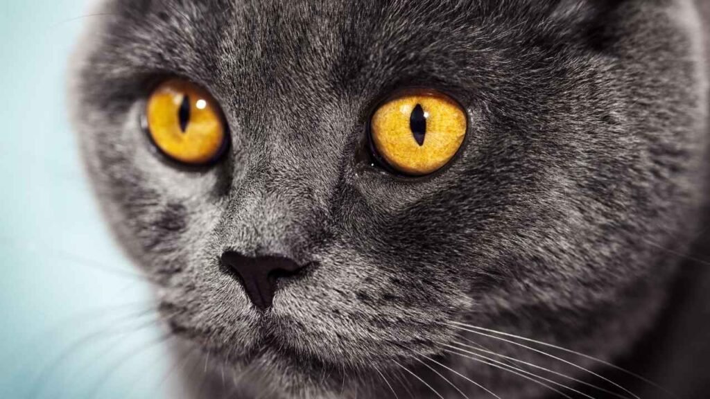 Copper eye color in cats