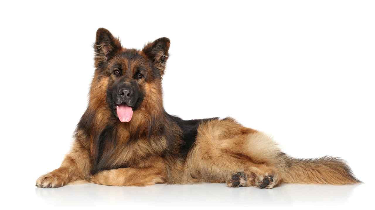 King Shepherd Dog