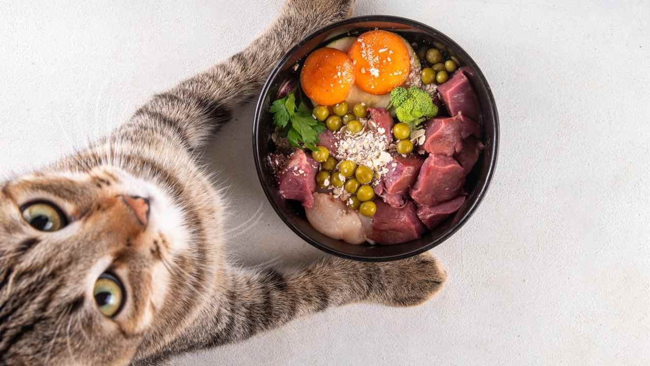 homemade cat food recipe