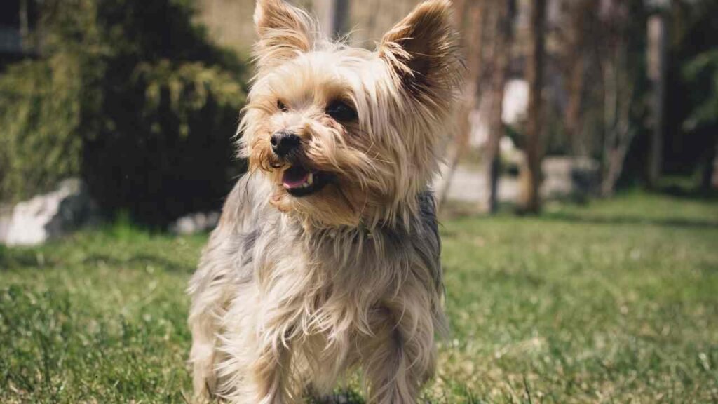 Morkie