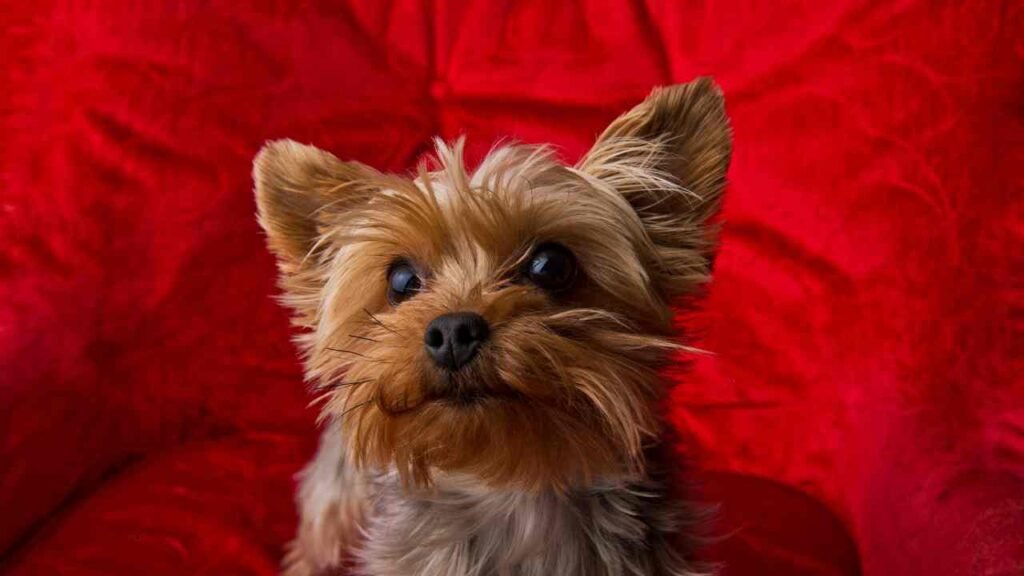 Morkie