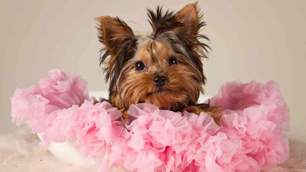Morkie
