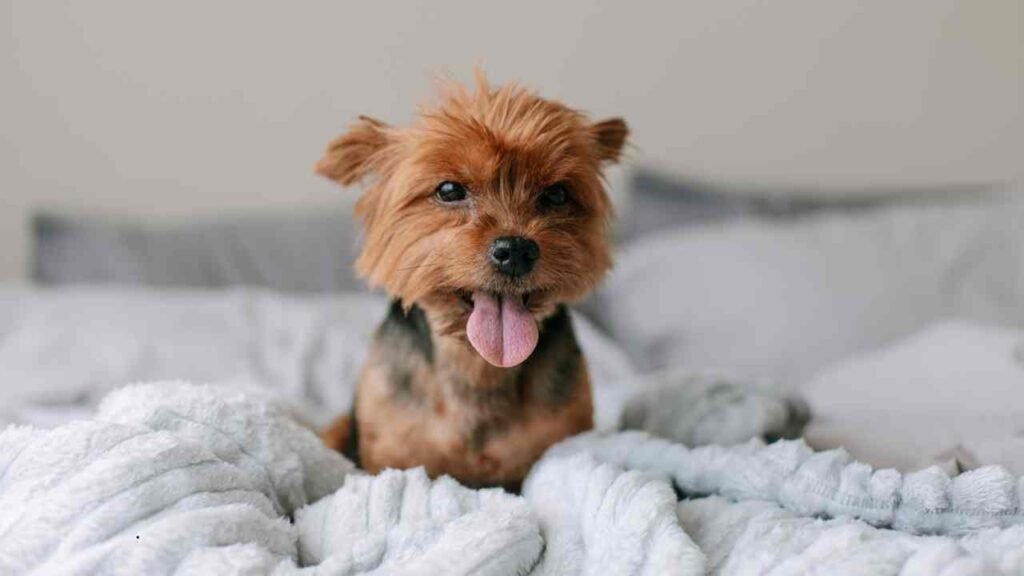 Morkie