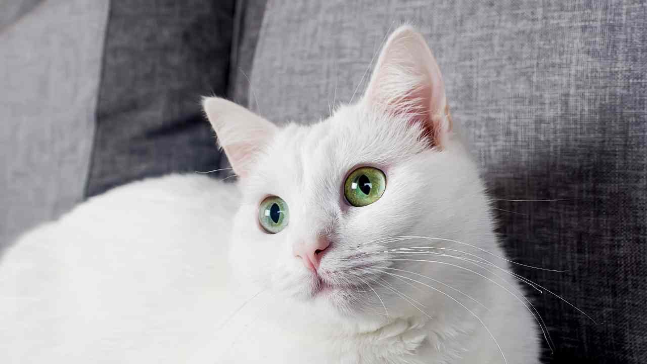 Turkish Angora