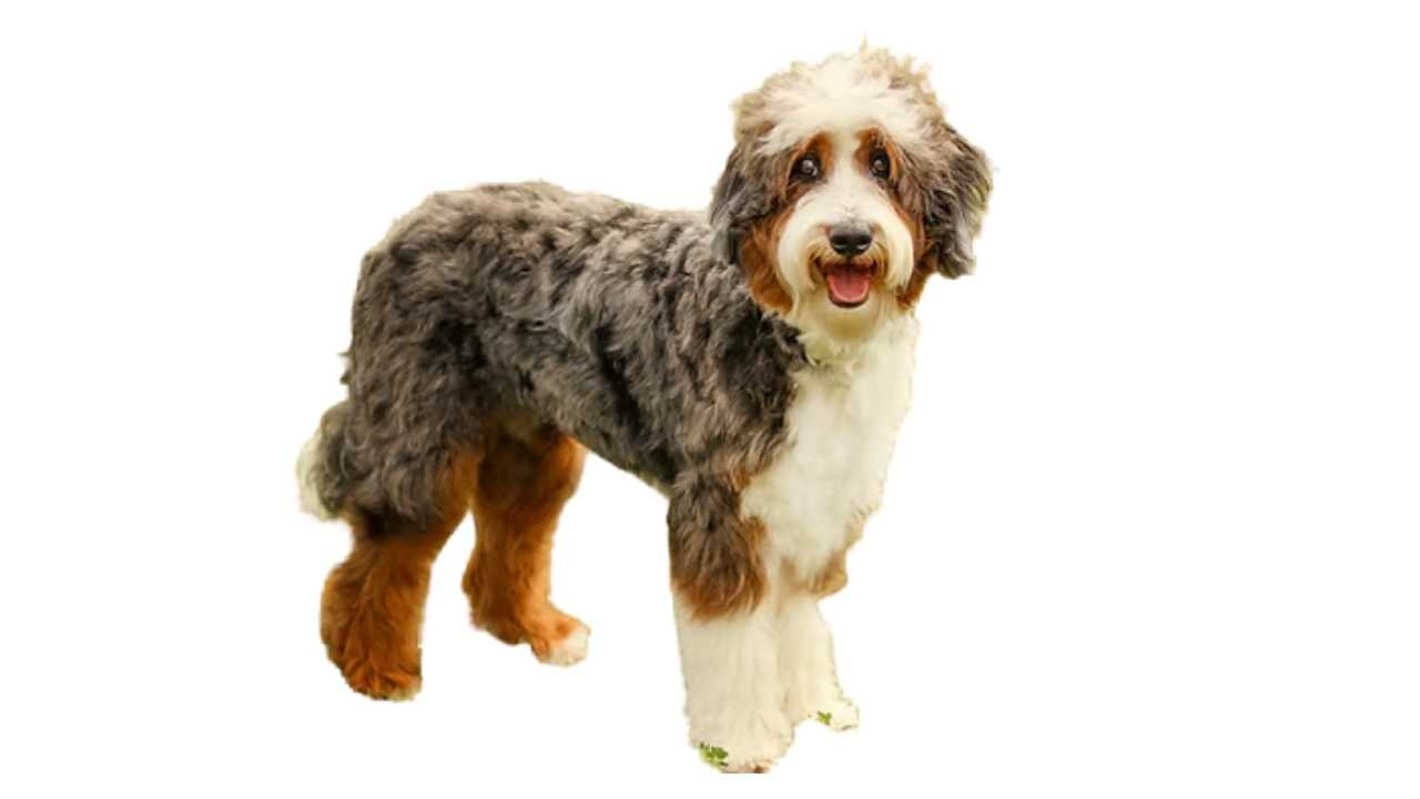 Aussiedoodle