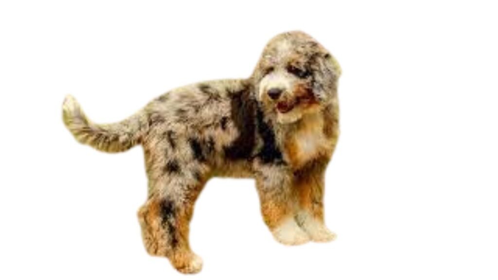 Aussiedoodle