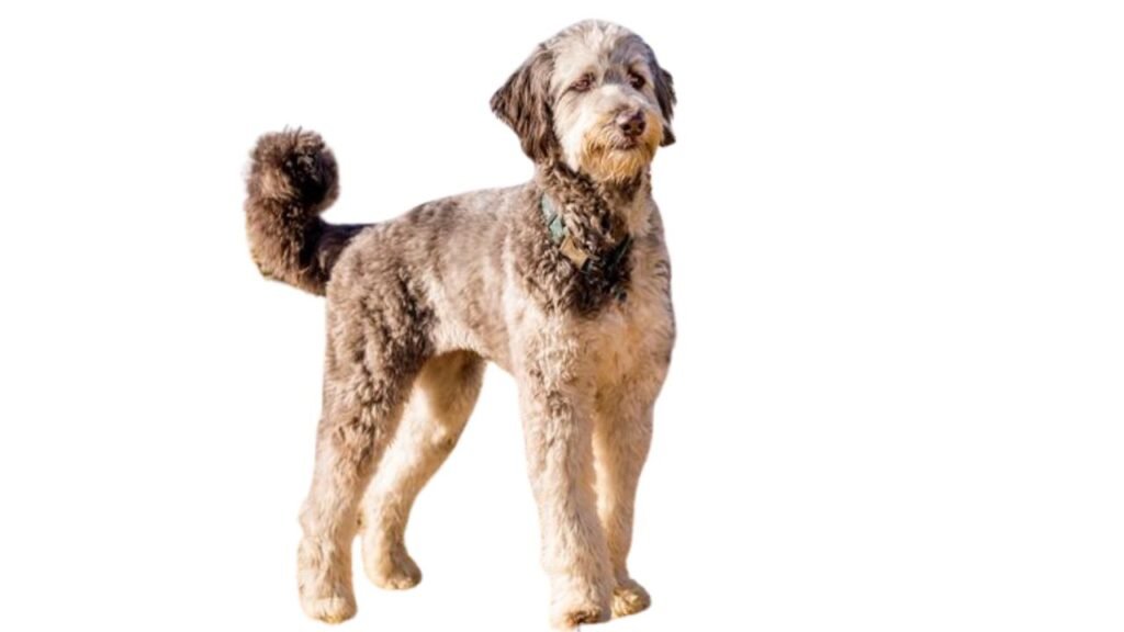 Aussiedoodle