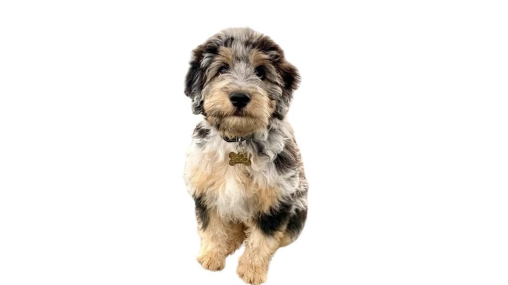 Aussiedoodle