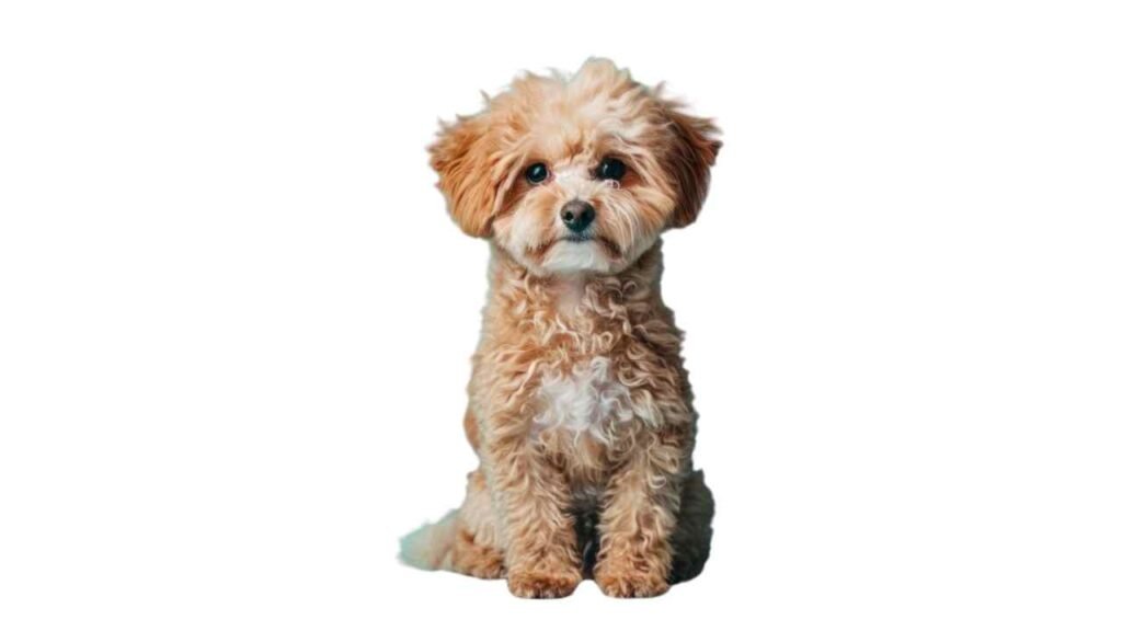 Maltipoo
