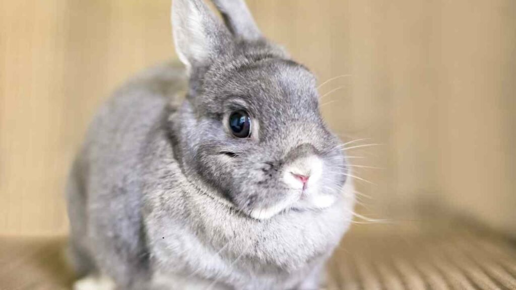 Netherland Dwarf Rabbit