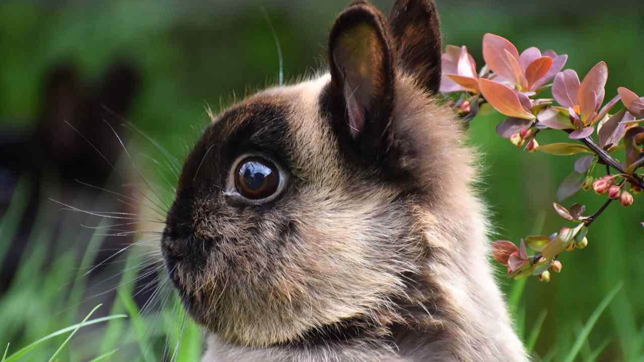 Netherland Dwarf Rabbit