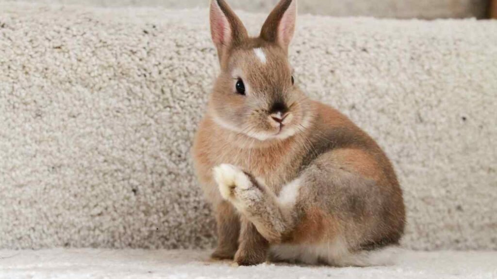Netherland Dwarf Rabbit