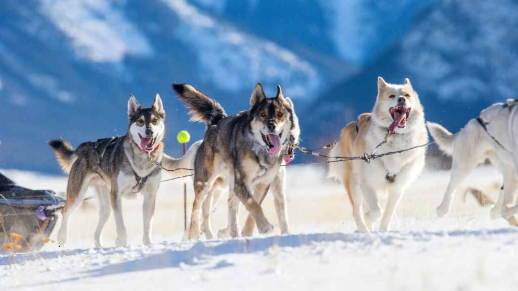 Siberian Husky