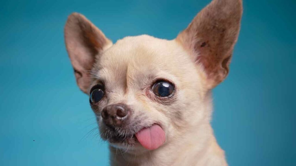 Chihuahua