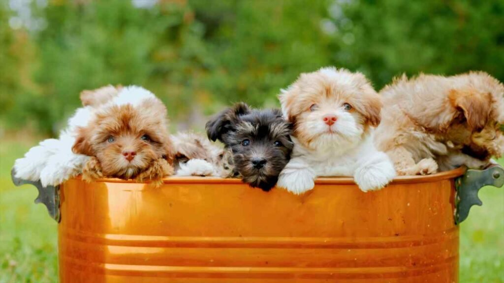 Shih poo
