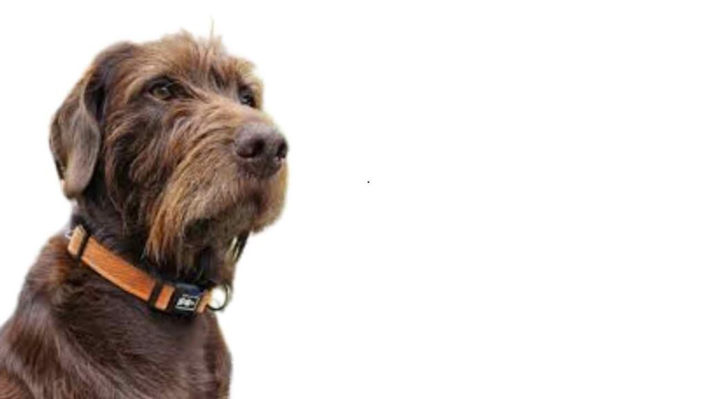 Pudelpointer