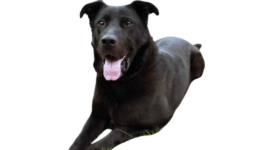 Sheprador