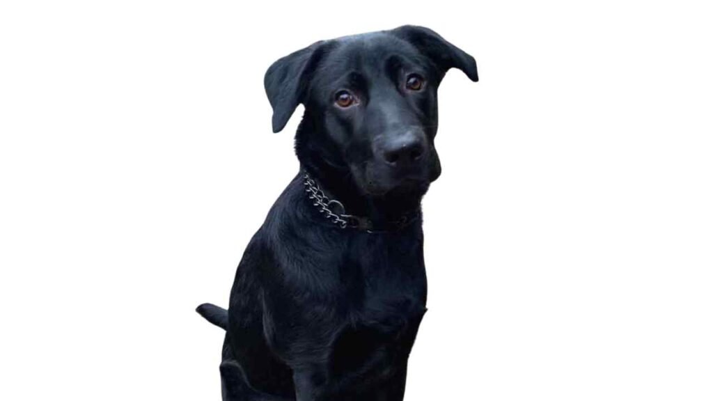 Sheprador