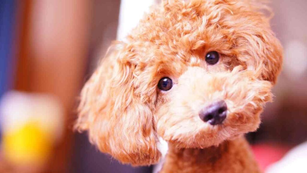 Miniature Poodle