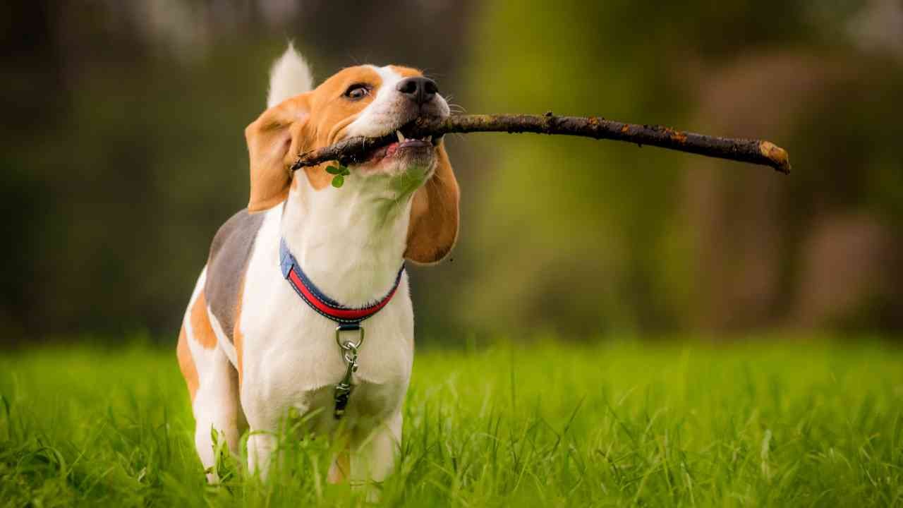 Beagle