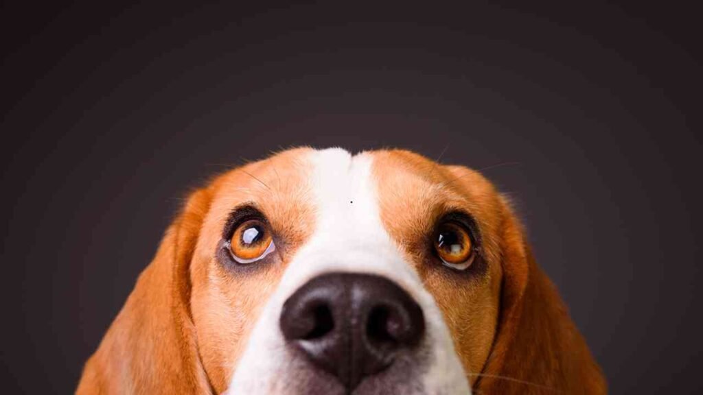 Beagle