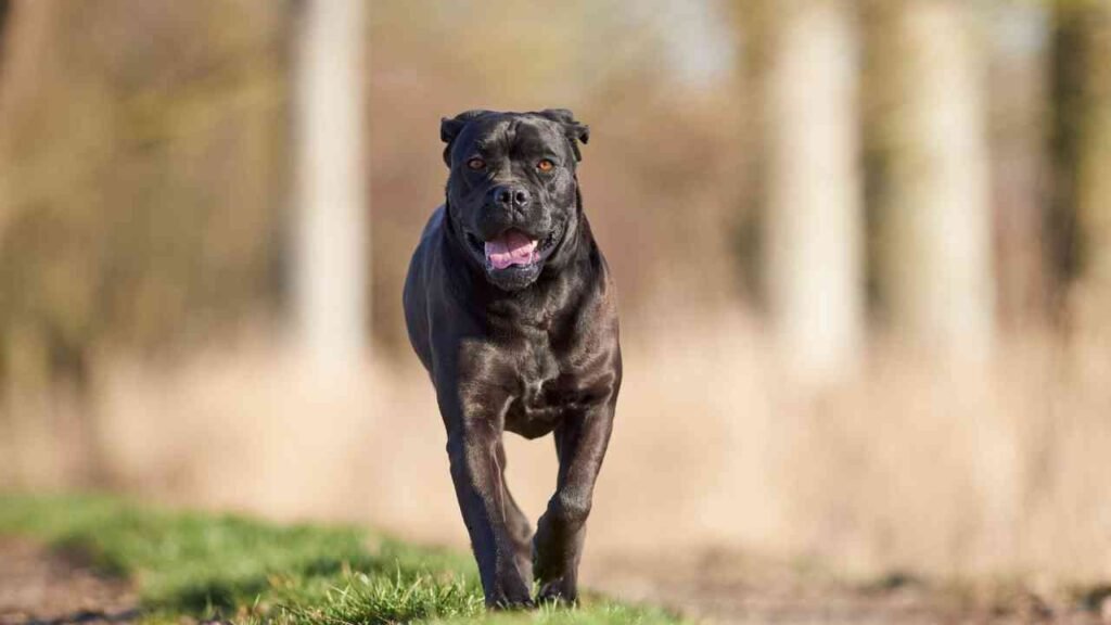 Cane Corso