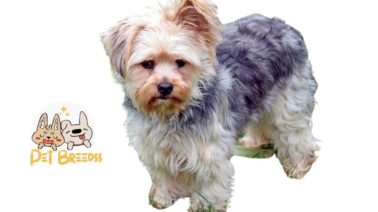 Chorkie