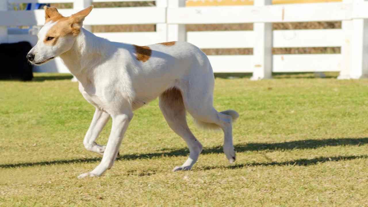 Canaan Dog