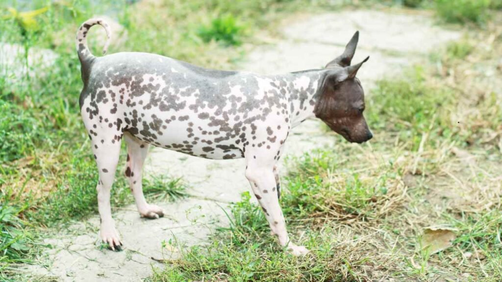 American Hairless Terrier