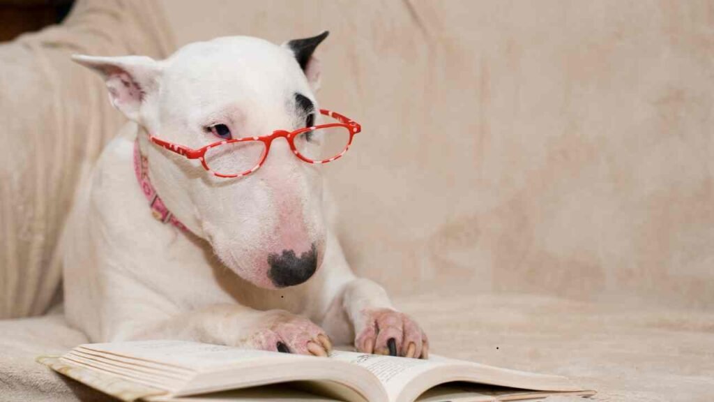 Bull Terrier