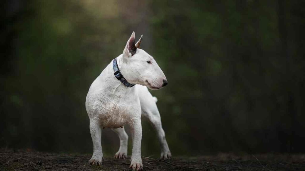 Bull Terrier